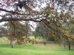 buttenshaw-midday-trees