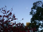buttenshaw-moon