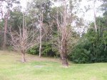 buttenshaw-trees