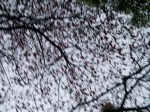 evening blossoms in&nbsp;motion