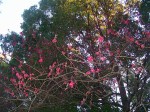 evening blossoms