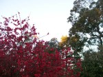 evening walk