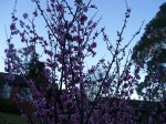 more-evening-blossoms