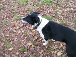 rubes-buttenshaw-midday