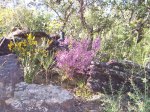 swamis-wildflowers-and-stat